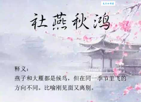 社燕秋鸿是什么生肖