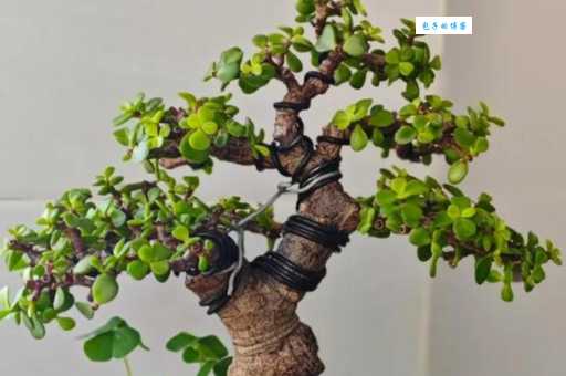 金枝玉叶打一生肖怎么猜？3个技巧帮你快速答对！