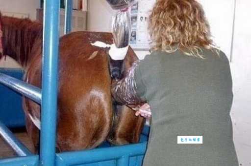 不足回旋打一生肖是什么？答案原来是这样简单