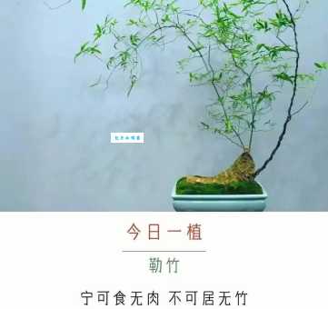 竹子生来节节高打一肖生肖答案就在这里别错过