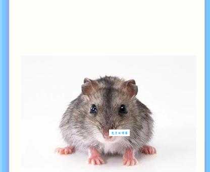 达权知变打一生肖怎么猜？教你快速找到答案！