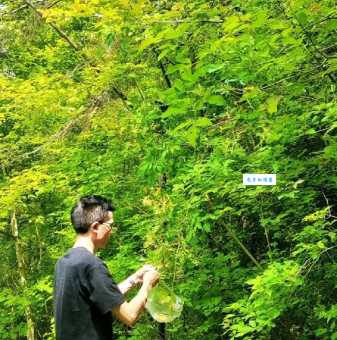 采花大盗是什么生肖？教你快速识别身边的“采花大盗”！