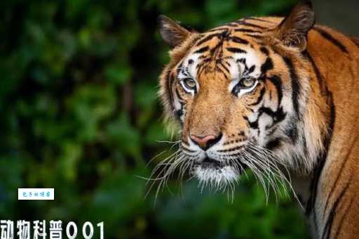 虎啸山林是啥生肖？教你如何一眼分辨是不是生肖虎！