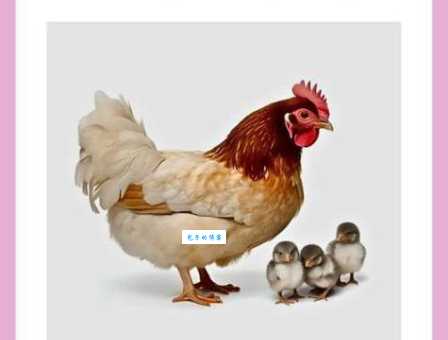 风华正茂打一生肖是什么动物?看看你和别人猜的一样吗?