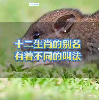 偷工取巧是什么生肖？(到底是哪个动物快来看看)