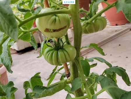 瓜熟蒂落是什么生肖?正确答案是“牛”吗?快来看看是不是