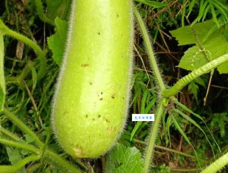 寻找瓜熟蒂落最正确生肖的答案？答案就在这里赶快收藏！