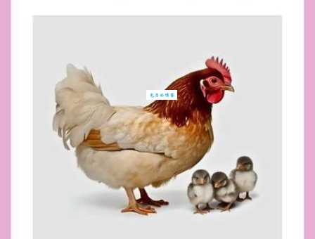 寻花问柳是什么生肖动物？老司机告诉你可能是“鸡”！