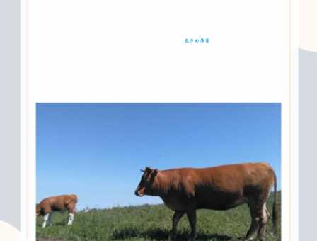 皮开肉绽是什么生肖动物呢？根据这个提示缩小范围更容易！