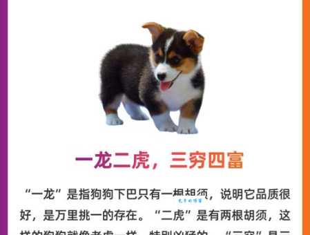 白云苍狗打一正确生肖是龙吗？民间高手教你一步猜中！