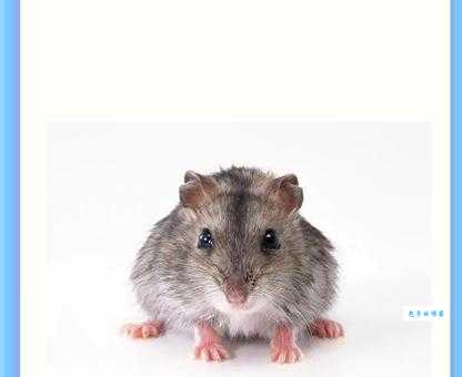 走南闯北是什么生肖答案揭晓！别再猜错哪个动物了！