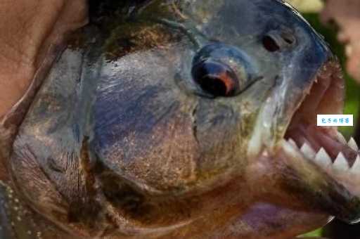 食人鱼能吃吗？这种鱼真的能吃吗？