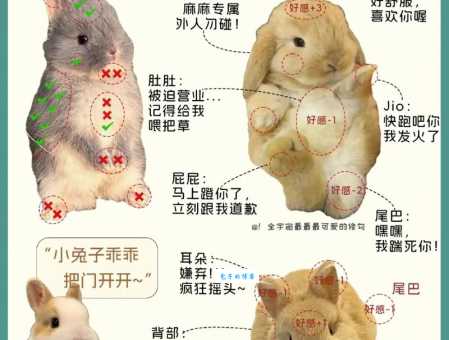 荷兰垂耳兔寿命一般几年？科学喂养是关键！