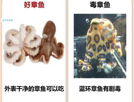 警惕！蓝环章鱼当宠物卖，分辨毒章鱼很重要！