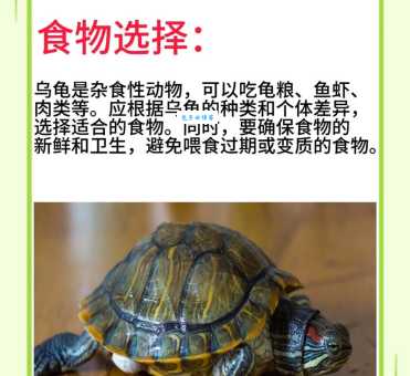 挑选健康的印度星龟有技巧！学会这几点不踩雷！
