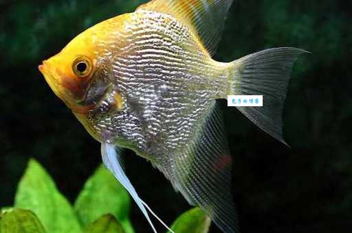 金头神仙繁殖困难吗？学会这几招提高孵化率！