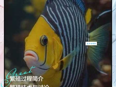 金头神仙繁殖困难吗？学会这几招提高孵化率！