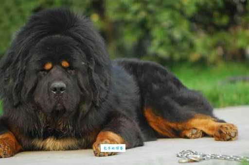 防止藏獒偷鸡被擒有妙招 (学会这几点不再怕)