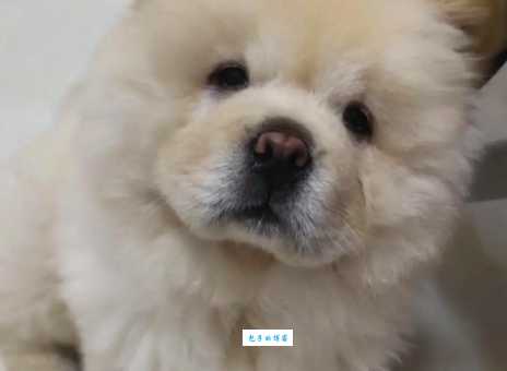 纯种松狮犬价格贵不贵？入手前看这篇就懂了！