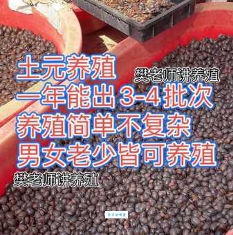 速养的土元养殖技术大全，一看就会简单易学！