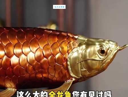 青金龙鱼价格多少钱？买鱼前这些你得知道！