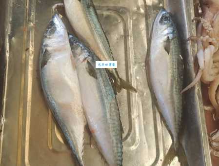 青金龙鱼价格多少钱？买鱼前这些你得知道！