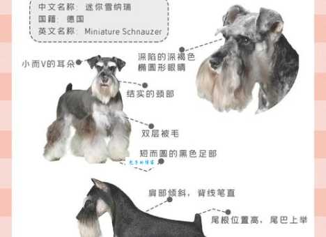 巨型雪纳瑞性格特点?全面了解你家大宝贝!