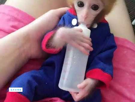 宠物猴多少钱一只合适？教你如何挑选不被坑！
