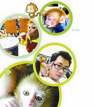 宠物猴多少钱一只合适？教你如何挑选不被坑！