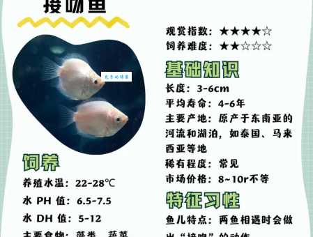 接吻鱼的繁殖过程揭秘：亲身经验助你成功！
