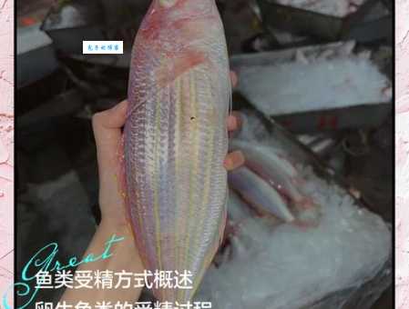 接吻鱼的繁殖过程揭秘：亲身经验助你成功！