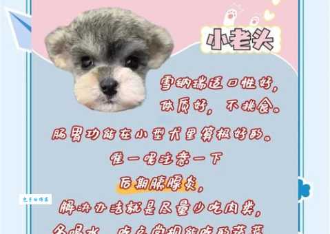 雪球狗寿命有多长？学会这几招让它陪伴更久！