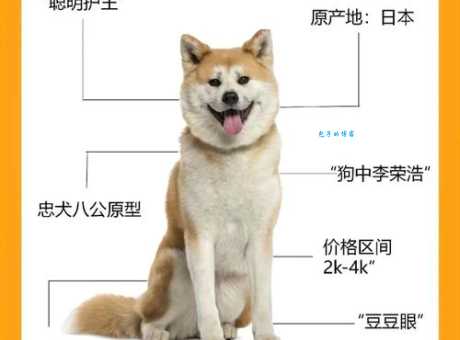 日本狐狸犬性格怎么样?聪明活泼很适合家庭!