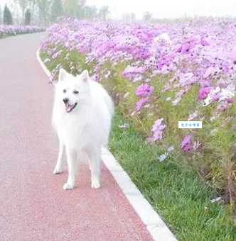 日本狐狸犬性格怎么样？聪明活泼很适合家庭！