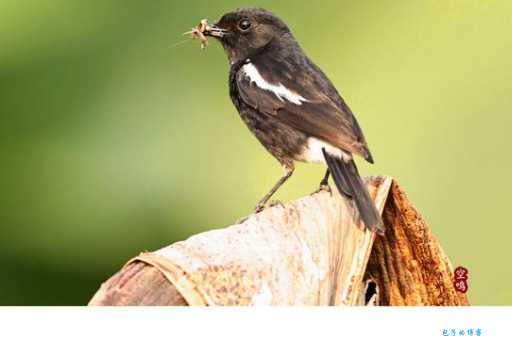 白斑黑石鵖怎么辨认？教你轻松识别这种可爱小鸟！