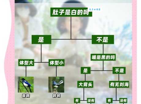 白斑黑石鵖怎么辨认？教你轻松识别这种可爱小鸟！