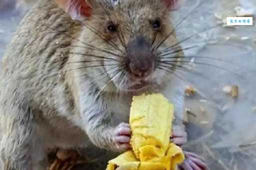 冈比亚鼠为什么能排雷？它们探测地雷的原理大公开！