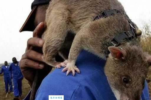 冈比亚鼠为什么能排雷？它们探测地雷的原理大公开！