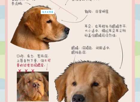 金毛吃什么对毛好？这几种狗粮让它毛发亮！