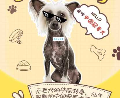 冠毛犬价格多少钱一只？详细解析影响因素