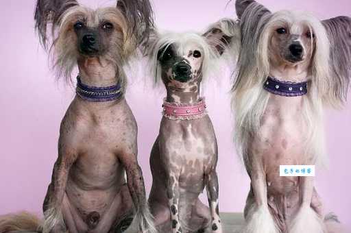 冠毛犬价格多少钱一只？详细解析影响因素