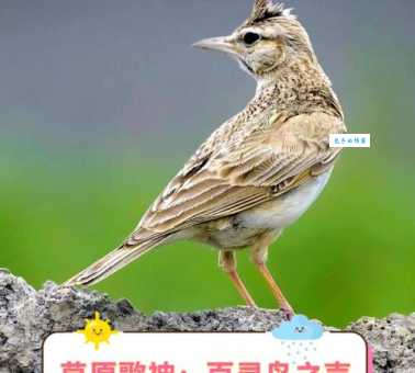 哪里能看到百灵鸟？教你野外邂逅它！