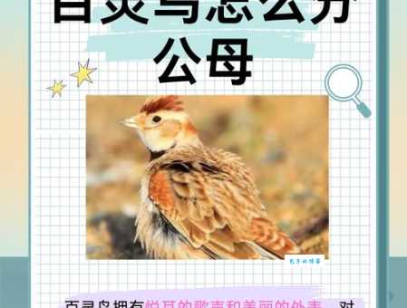 哪里能看到百灵鸟？教你野外邂逅它！