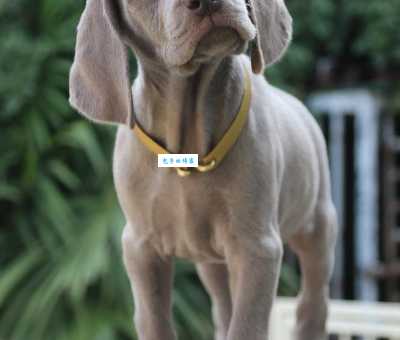 魏玛犬性格怎么样？聪明又忠诚的猎犬是你家的宝！