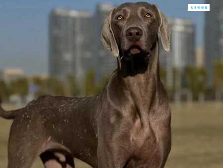 魏玛犬性格怎么样？聪明又忠诚的猎犬是你家的宝！