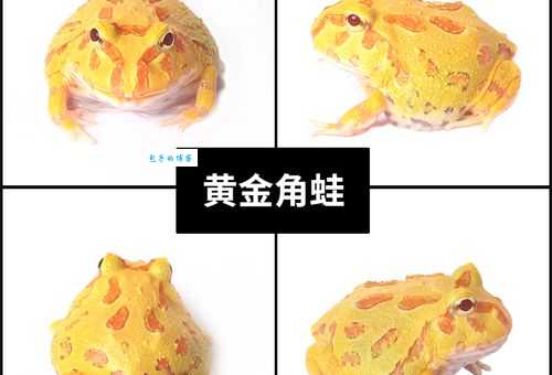 黄金角蛙价格贵不贵？入手前先看这份分析！