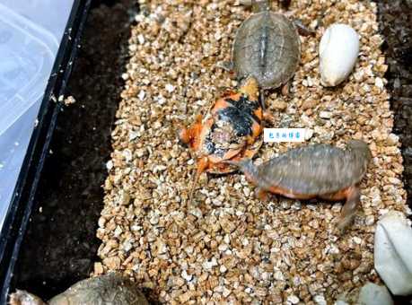 金钱龟孵化技术要点，专家教你孵出高品质龟苗！