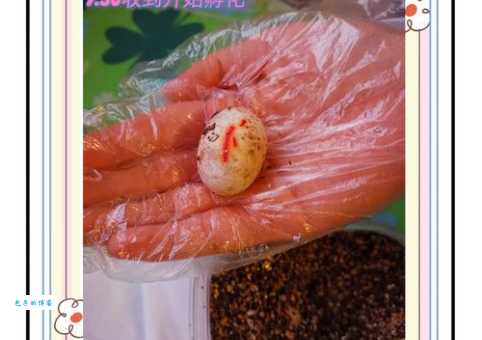 金钱龟孵化技术要点，专家教你孵出高品质龟苗！