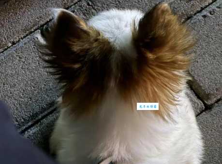 蝴蝶犬串串好养吗？养狗新手必看这几点建议！