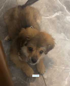 蝴蝶犬串串好养吗？养狗新手必看这几点建议！